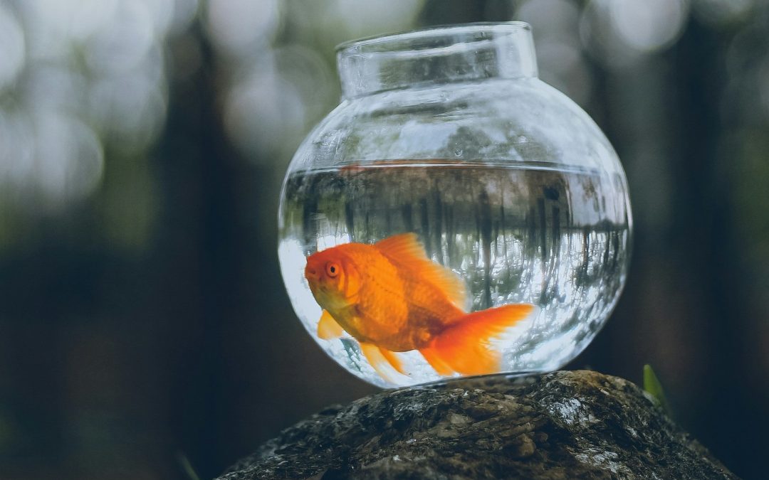 A goldfish in a glass bowl surrounded by trees