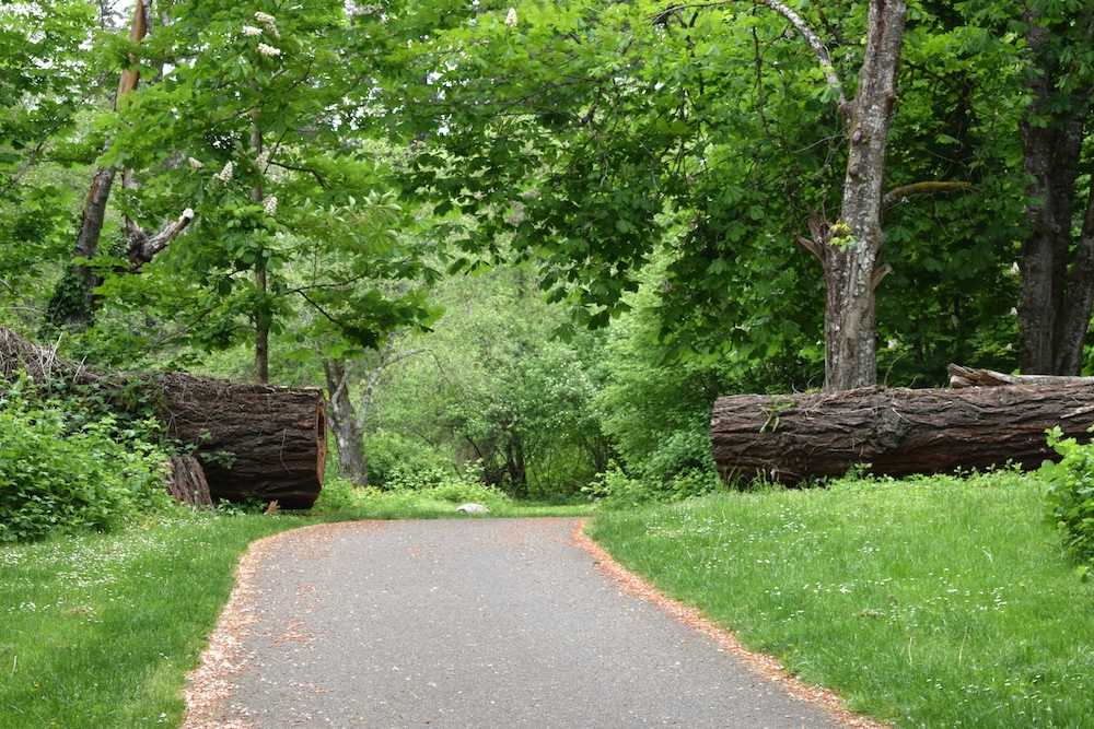 A woodland path continuing clearly between two large felled tree trunks cleared to either side